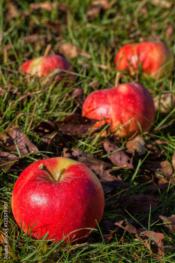 Mehrere reife Äpfel bei der Ernte auf einer Wiese liegend Mehrere reife Äpfel bei der Ernte auf einer Wiese liegend