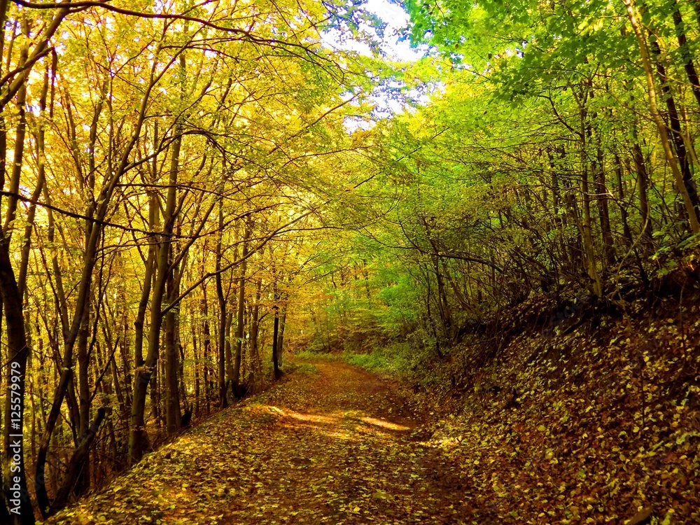 Road in deciduous forest during autumn in wild nature, colorful leaves on trees
