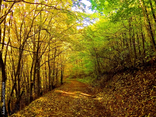 Road in deciduous forest during autumn in wild nature  colorful leaves on trees