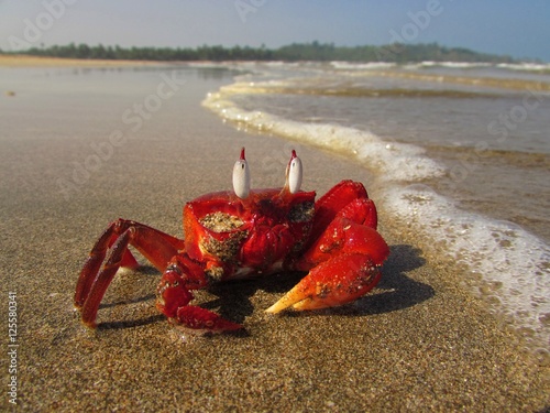 Fényképezés Crabe rouge sur la plage en birmanie / Red crab on the beach