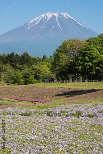 初夏の芝桜と富士山 © kyaimu426