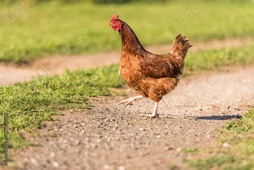 Hen grazing in field