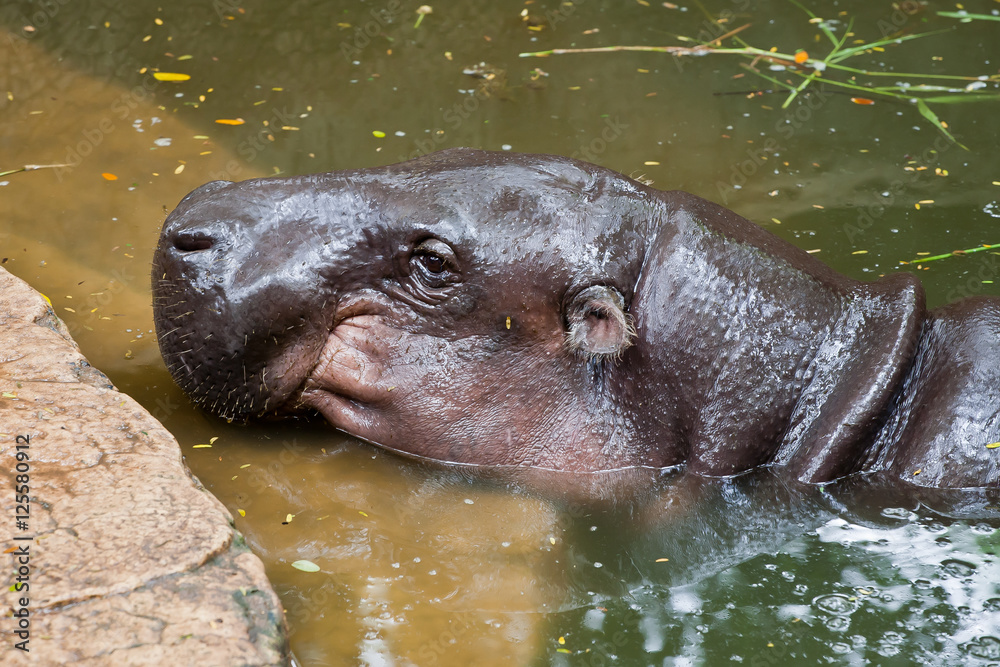 Hippopotamus on water in the zoo at Thailand Hippopotamus on water in the zoo at Thailand