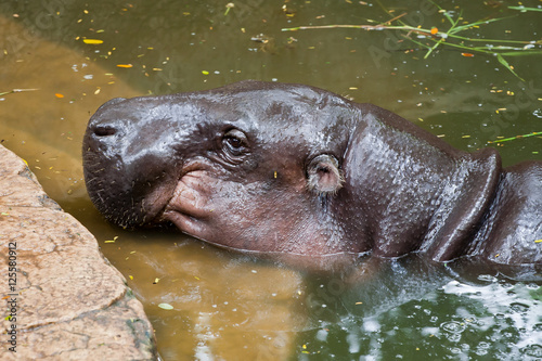Hippopotamus on water in  the zoo at Thailand