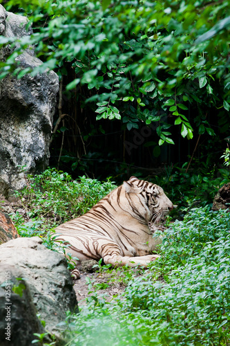 white bengal tiger eat water monitor lizard © visa