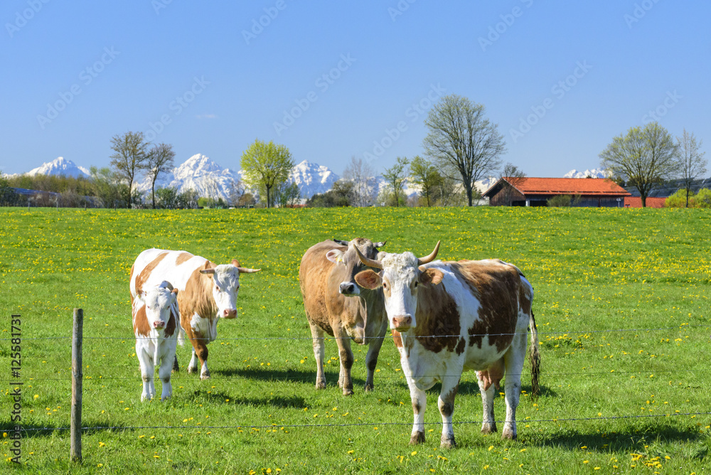 Fleckvieh mit Kalb auf einer Weide 