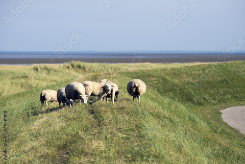 Sheep on Mando dike in Denmark