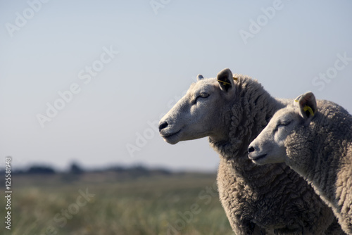 Closeup sheep on dike