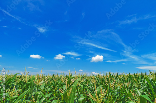 Rice field in Thailand on blue sky