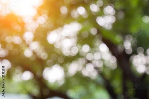 Blurred background nature