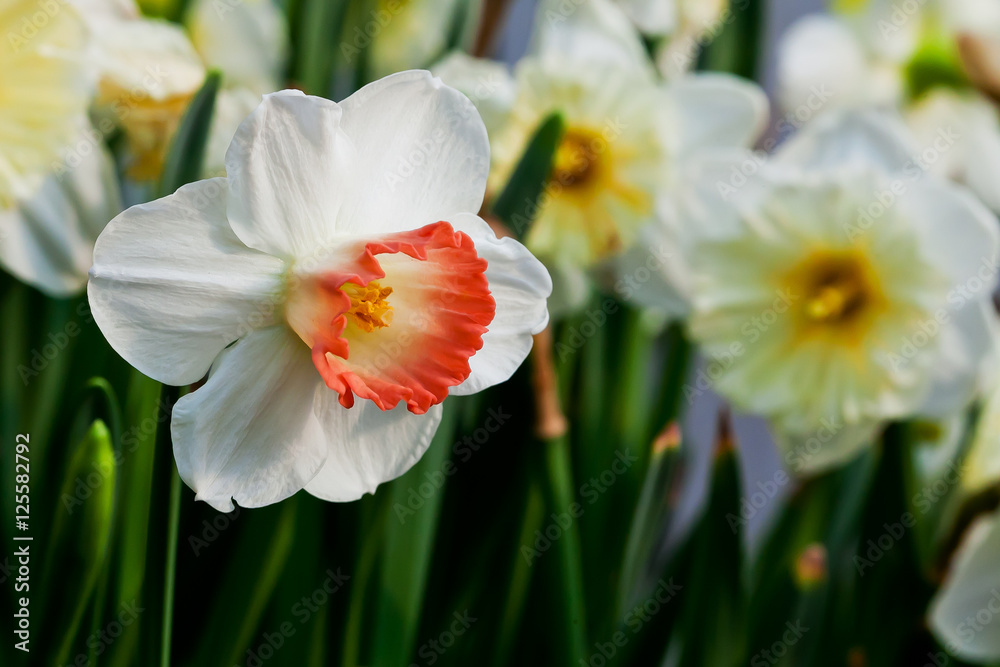 colorful tulip  flower and leaf in nature