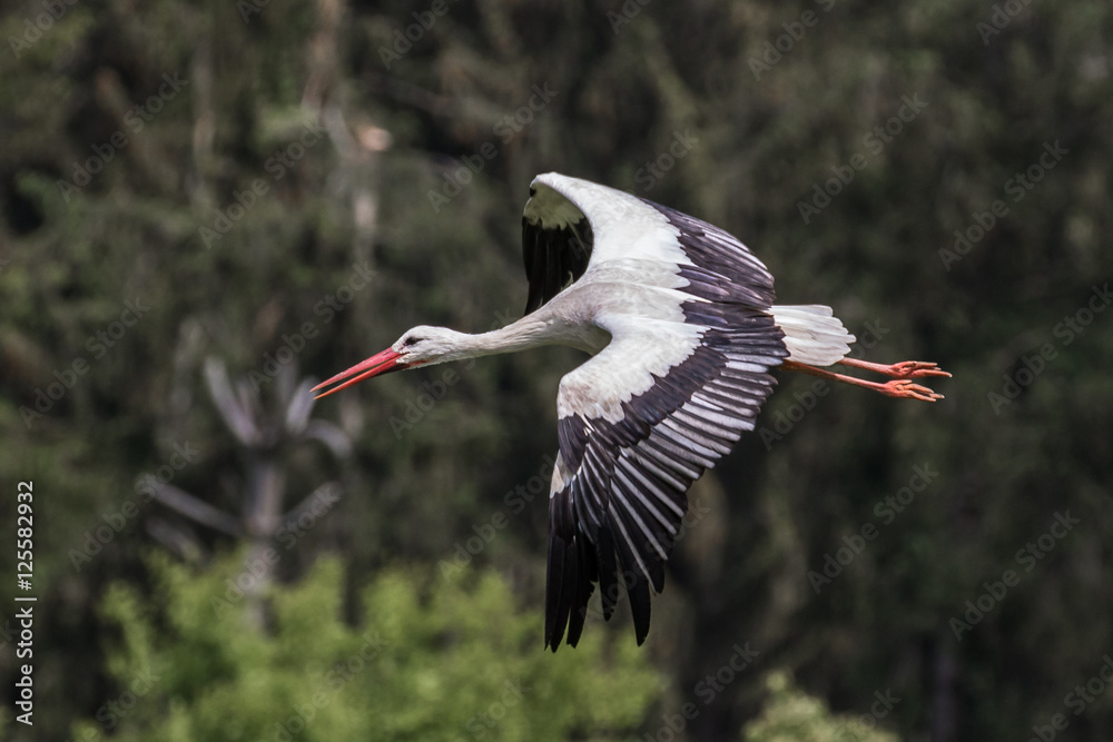 Fototapeta premium Weißstorch im Flug - Ciconia ciconia