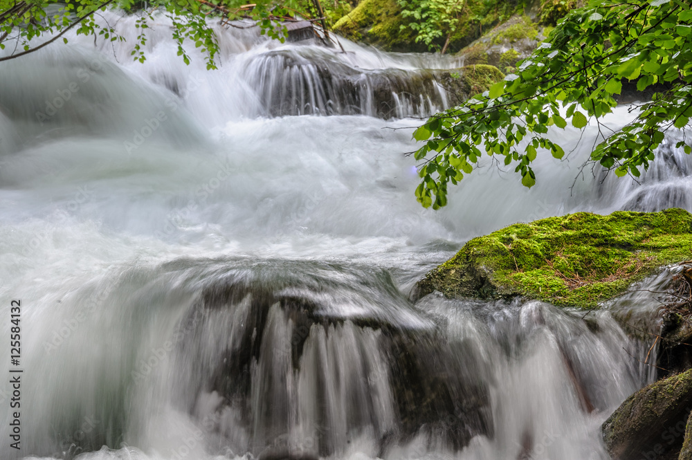 Fototapeta premium Ruscello nel bosco