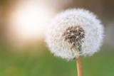 Dandelion against the green grass and sun. Piece, Stillness, mindfulness, wishing, tenderness concept. Background, wallpaper, copy space image or text.