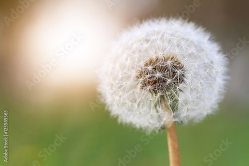 Dandelion against the green grass and sun. Piece, Stillness, mindfulness, wishing, tenderness concept. Background, wallpaper, copy space image or text.