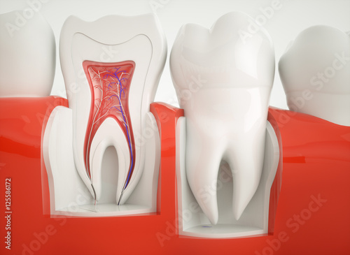 Anatomy of healthy teeth - 3d rendering photo