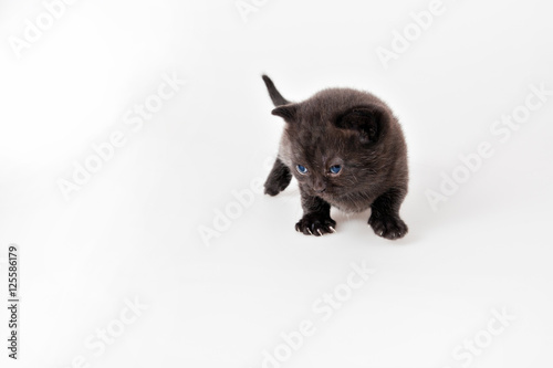 Black Scottish Fold kitten on the white background
