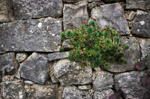Sempervivum tectorum, common houseleek growing on the stone wall