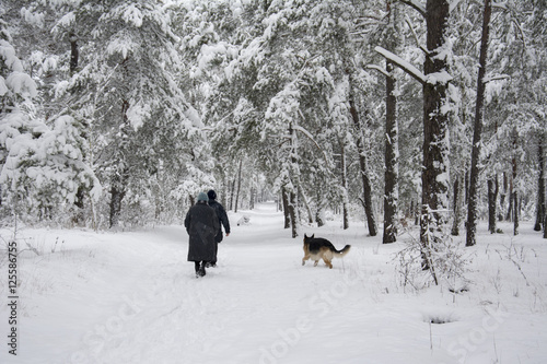 In winter, the snow-covered forest along the path followed by pe © tsomka