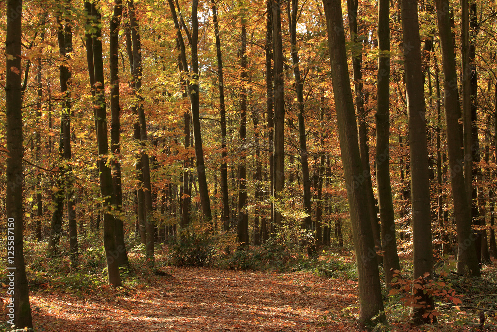 Fototapeta premium autumn landscape