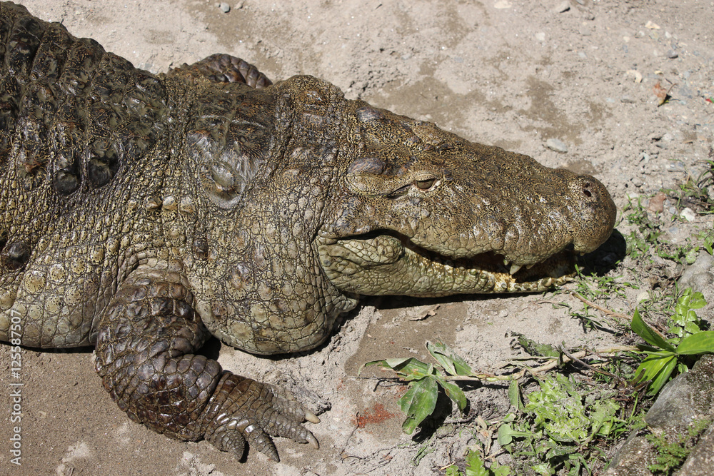 Crocodile. Full frame crocodile head in the zoo. Crocodile. Full frame crocodile head in the zoo.