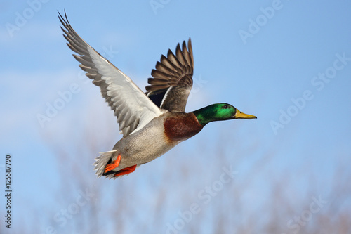 Stampa su tela Male Mallard duck (Anas platyrhynchos) drake in flight isolated against a blue w