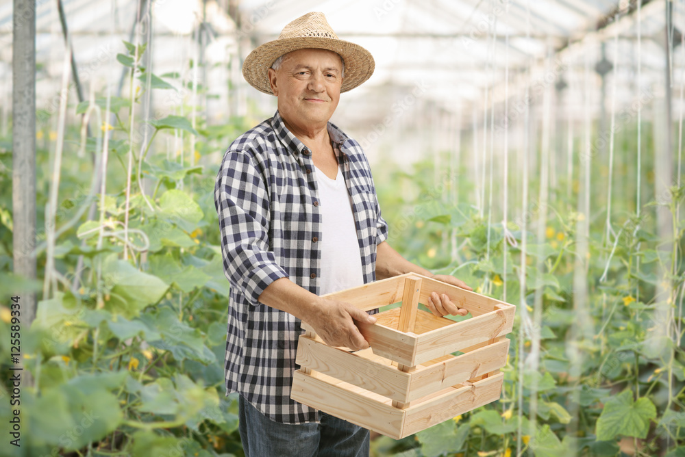 Elderly farmer holding an empty wooden crate in a greenhouse Elderly farmer holding an empty wooden crate in a greenhouse