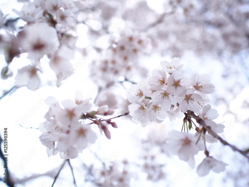 Obraz premium 満開のさくら