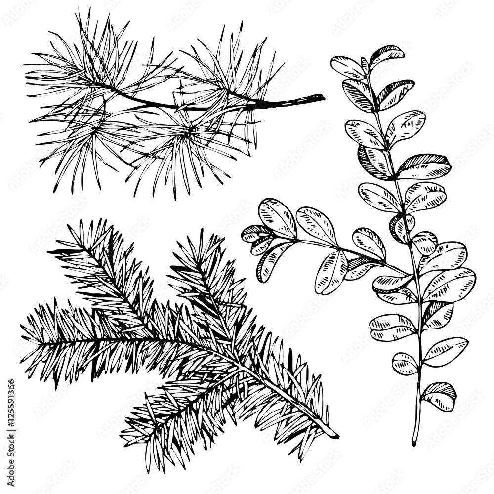 VEctor hand drawn fir, pine and boxwood branches. Vintage engraved botanical illustration. Christmas decoration.