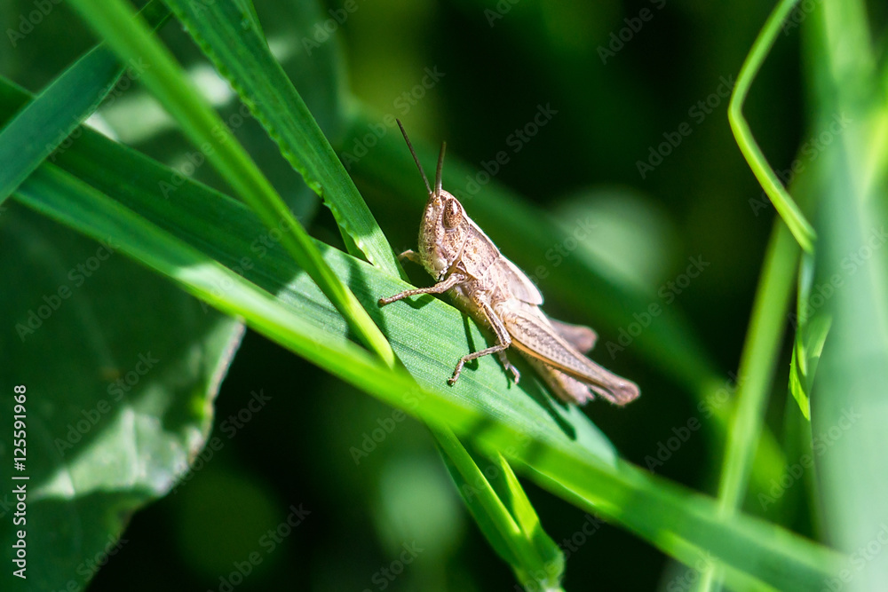 Meadow Grasshopper (Chorthippus parallelus). Macro photograph of a brown grasshopper on a green leaf natural background. Meadow Grasshopper (Chorthippus parallelus). Macro photograph of a brown grasshopper on a green leaf natural background.
