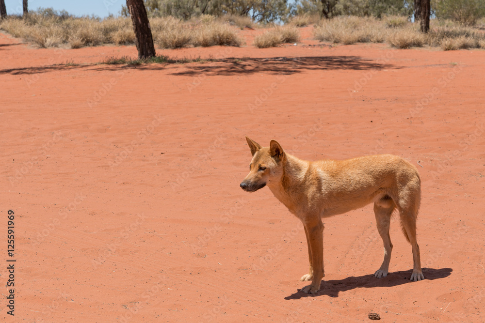 Fototapeta premium Male dingo in Red Centre, outback Australia