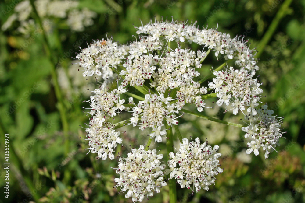 Common hogweed flowers