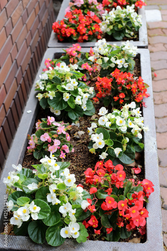 Fototapeta Naklejka Na Ścianę i Meble -  Lovely flower pot garden on pavement.