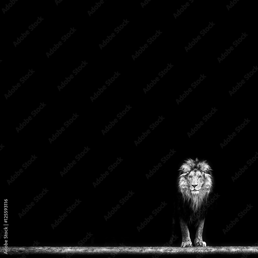 Fototapeta premium Portrait of a Beautiful lion, lion in dark