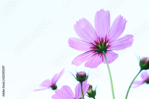 Cosmos flower