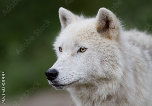 A lone Arctic wolf  Canis lupus arctos  portrait in summer in Canada