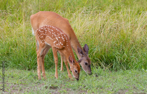 Valokuvatapetti White-tailed deer fawn and doe grazing in the meadow