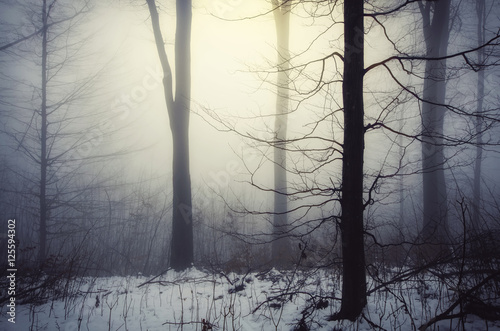 light in winter forest
