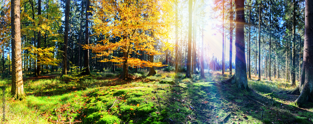 Fototapeta premium Panoramic autumn forest landscape. Fall nature background
