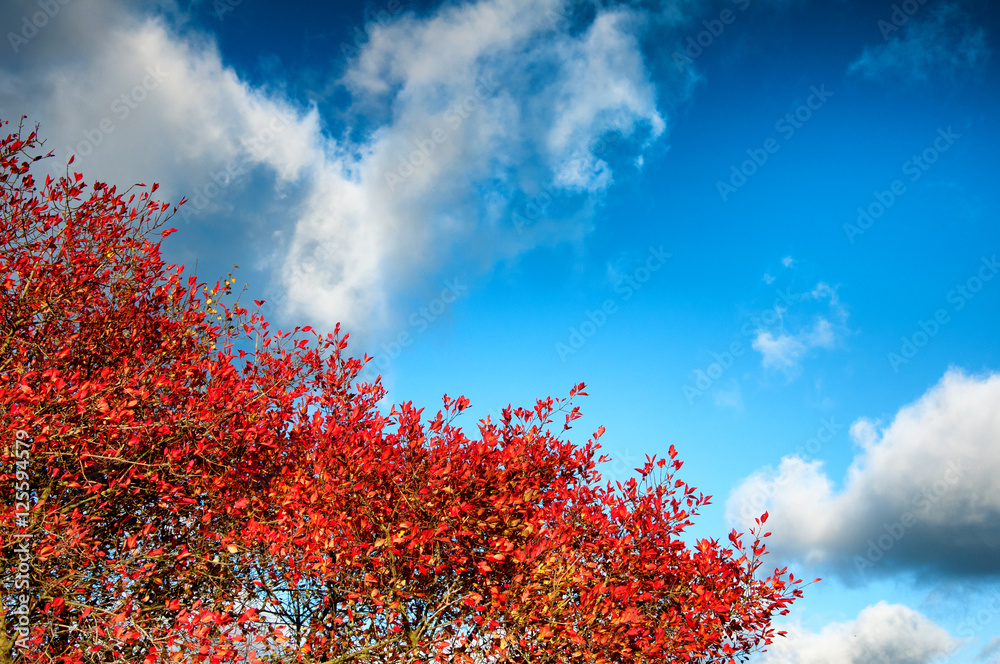 Colorful tree tops and blue cloudy sky. Autumn. Copyspace