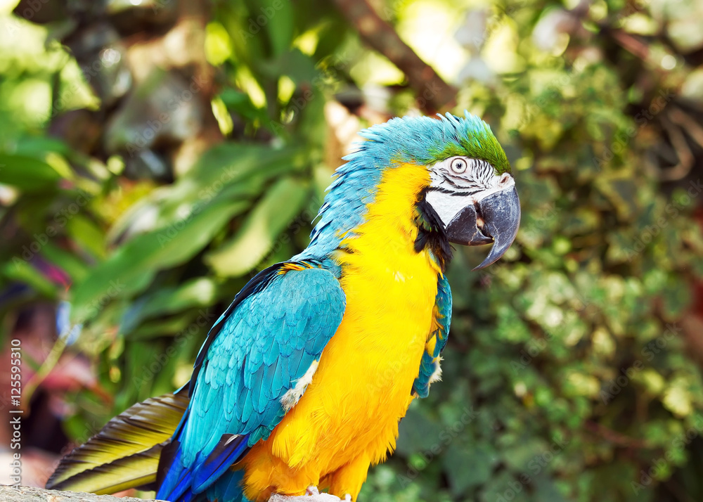 Close up of blue and yellow color Macaw