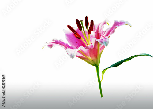 Pink lily flower isolated on white background