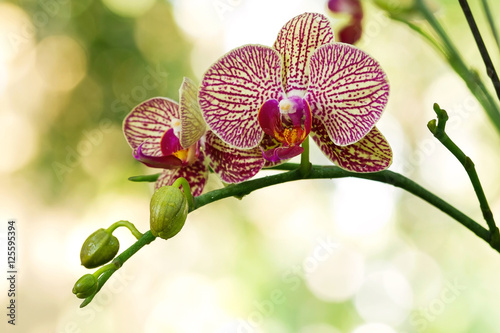 Valokuva Elegant purple and yellow orchids