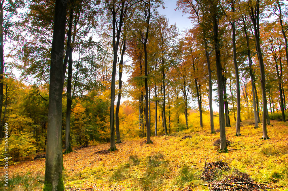 Obraz premium Beautiful forest in autumn