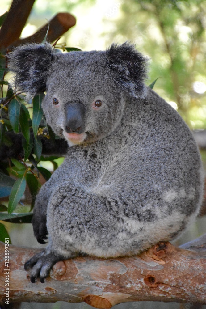 Obraz premium Glancing Koala