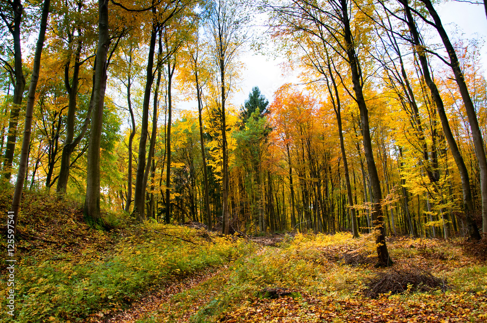 Obraz premium Beautiful forest in autumn