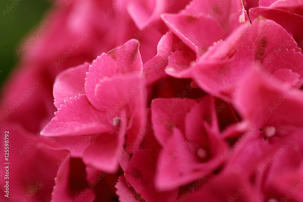 Blurred of pink Hydrangea for abstract background.