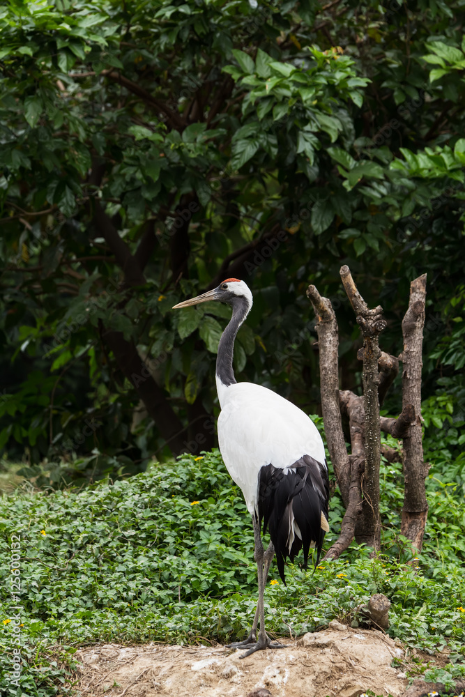 Obraz premium Red-Crowned crane
