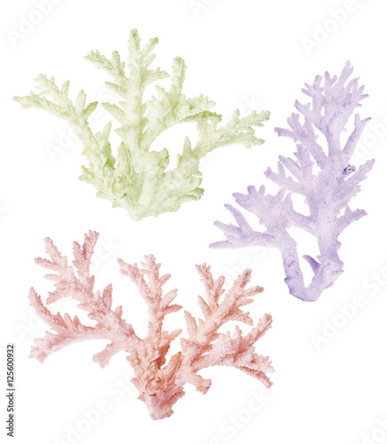 three light colors corals isolated on white