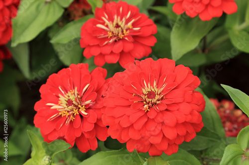 Red Zinnia flowers in the garden.